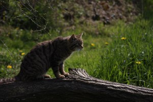 Wild Cat, BWC0005