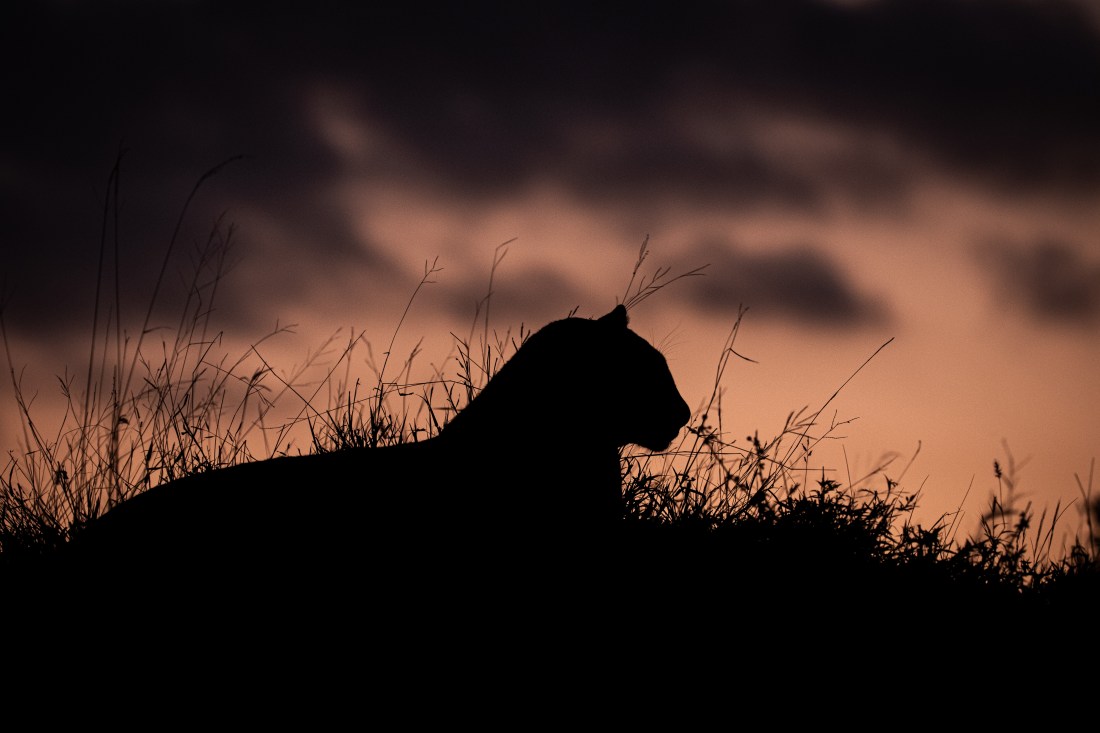 A big cat lays silhouetted against a dusk sky.